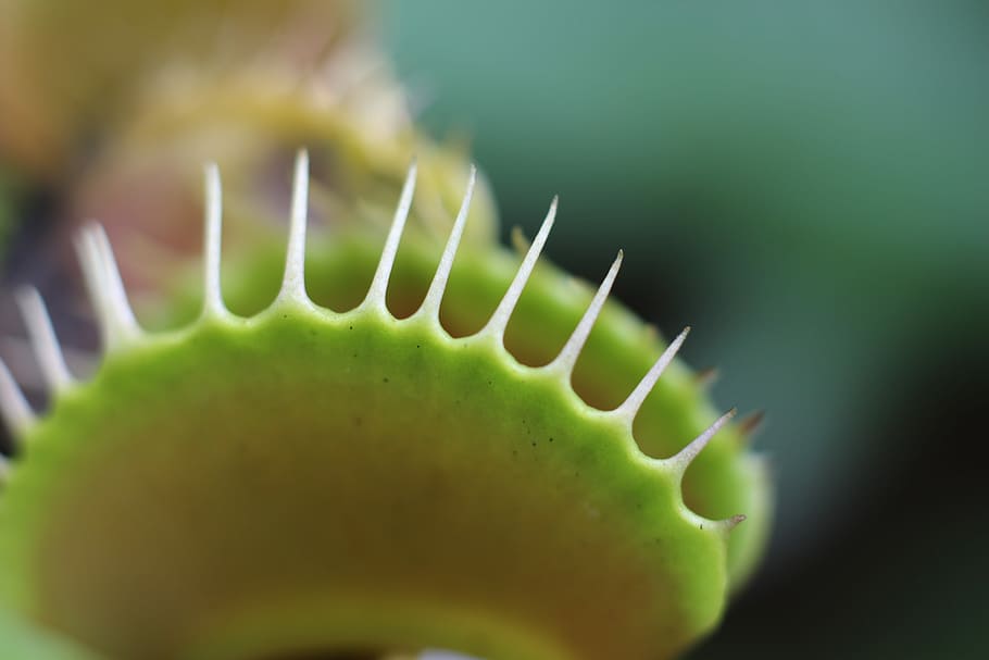 Venus Flytrap, shallow focus photography of venus fly trap, close-up HD wallpaper