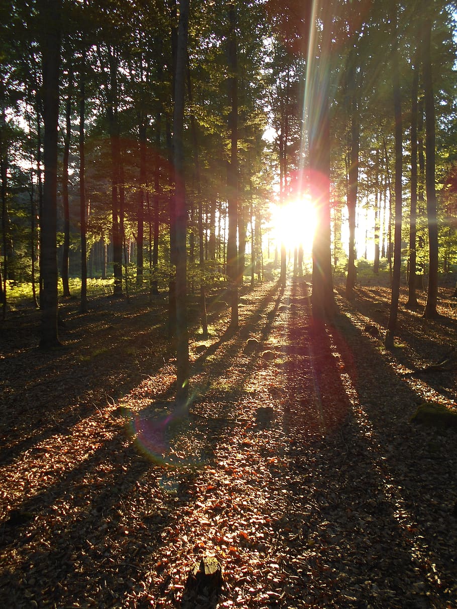 forest, sunset, light, trees, shading, evening, sunlight, plant HD wallpaper