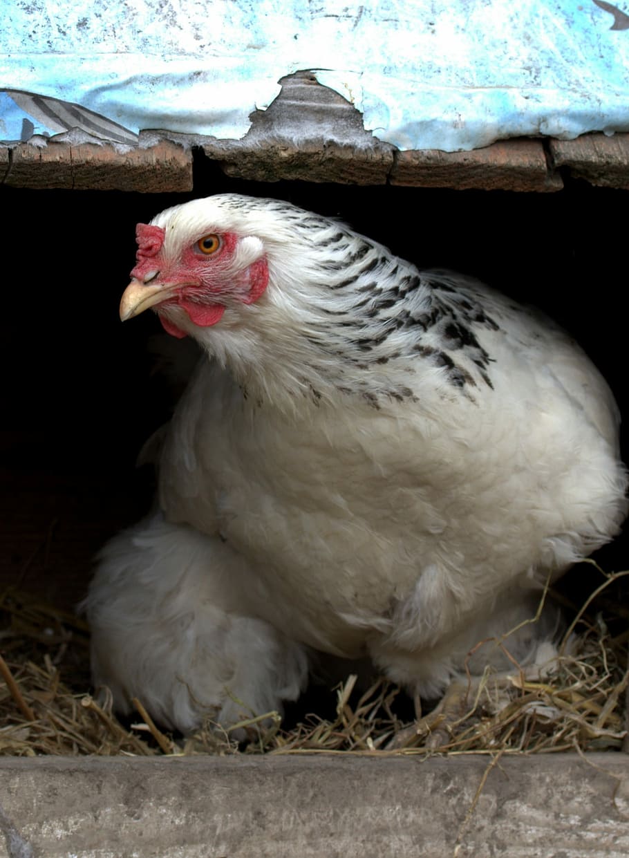 Gaina, Nest, Egg, Hatch, Birds, White, chicken - bird, livestock HD wallpaper