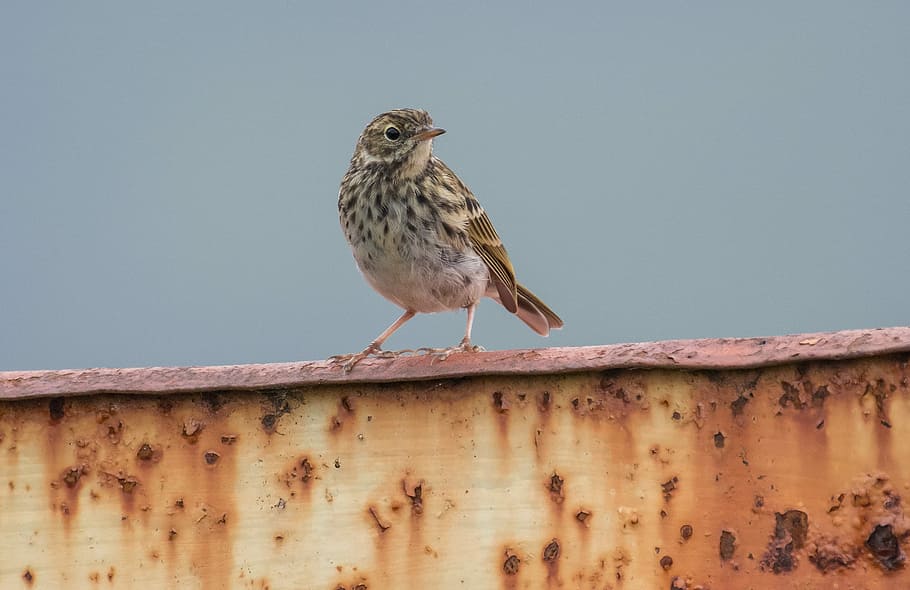 brown bird perching on brown metal, gray bird, wall, rusty, old HD wallpaper