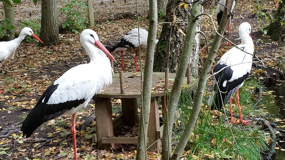 storks, animals, nature, bird, group of animals, vertebrate HD wallpaper