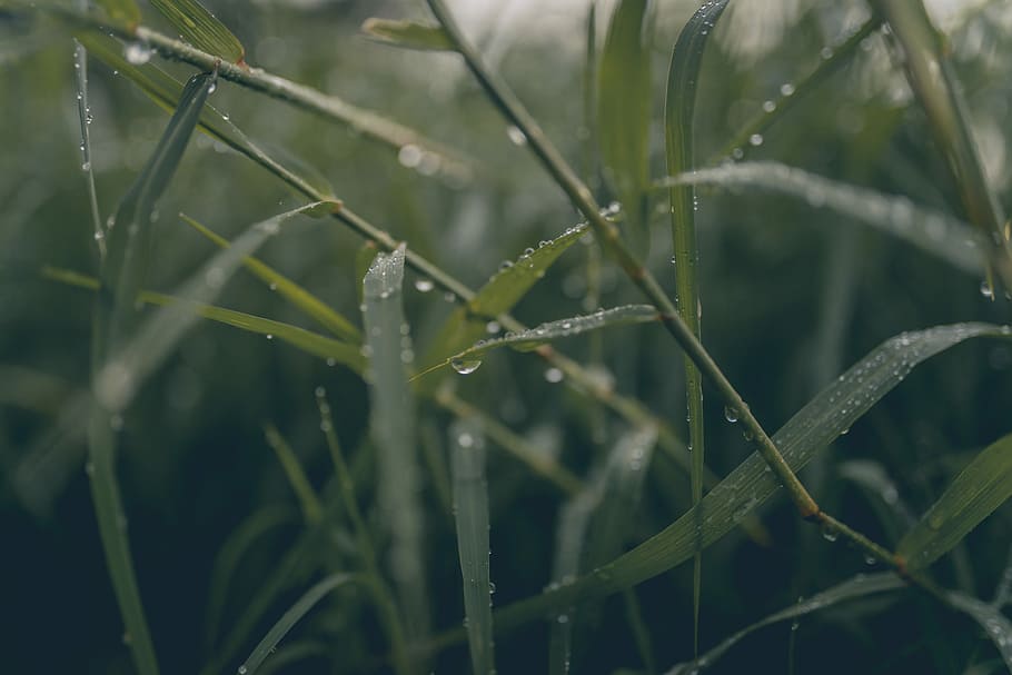 micro photography of dropping water on green leafed plants, closeup photo of green grass with water dews HD wallpaper