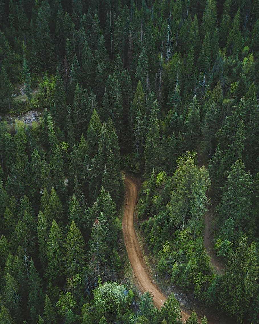 brown soil pathway between green leaf trees in aerial photography during daytime, aerial photography of road surrounding trees during daytime HD wallpaper