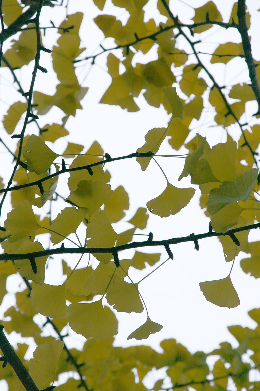 Gingko 1080P, 2K, 4K, 5K HD wallpapers free download | Wallpaper Flare