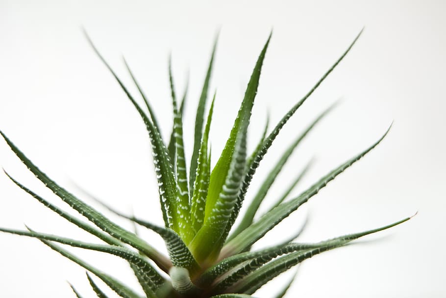 Aloe Vera plant, fleshy in this, green, flower, plants, tabitha, HD wallpaper