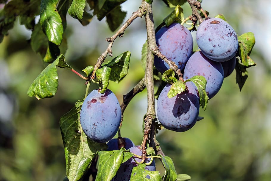 shallow focus of round brown fruits, plum, blue violet, plum tree HD wallpaper