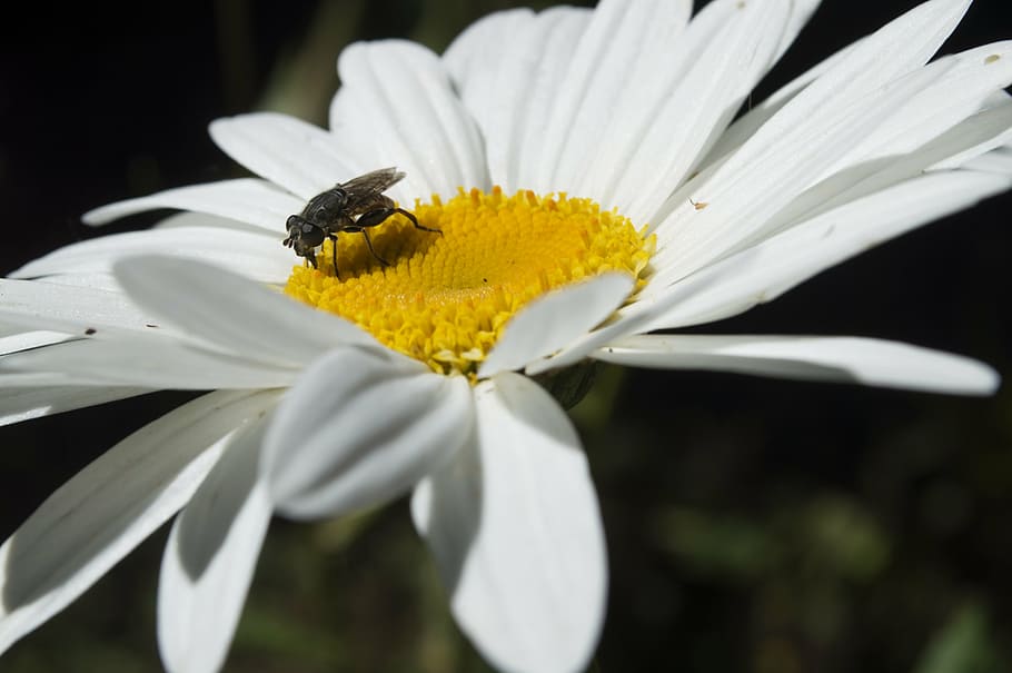 bee, flower, insect, pollen, daisy, flowering plant, fragility HD wallpaper