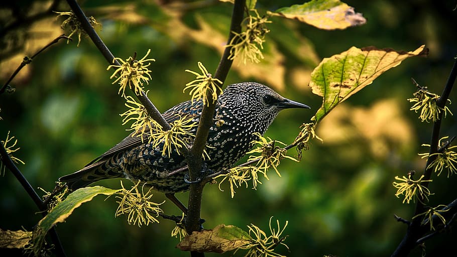 grey and black bird, wildlife, tree, beautiful, macro, closeup HD wallpaper