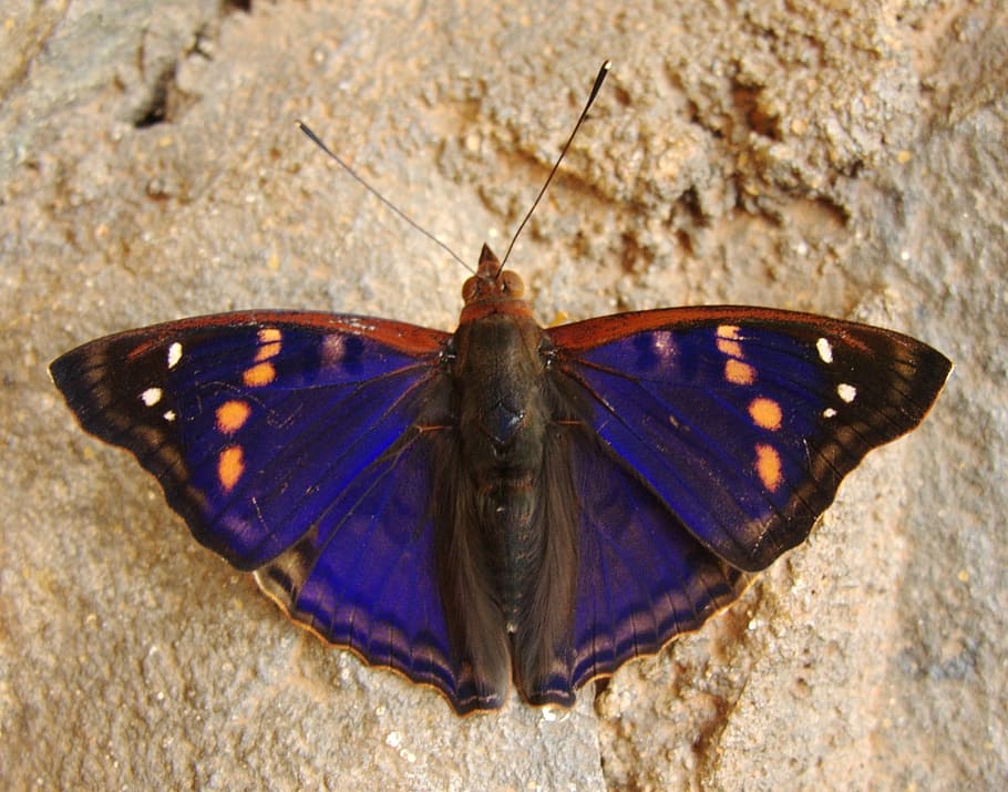 selective focus photography of blue, brown, and white spotted butterfly perched on brown surface HD wallpaper