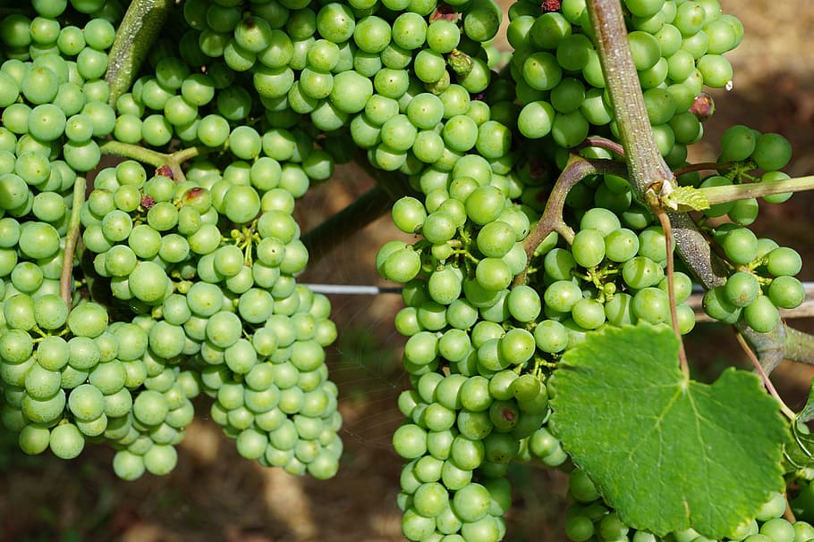 vineyard, grape, green, spring, fragrance, aroma, perfume, active substance HD wallpaper