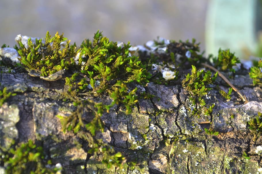 moss, branch, forest, nature, green, tree, plant, bemoost, bark HD wallpaper