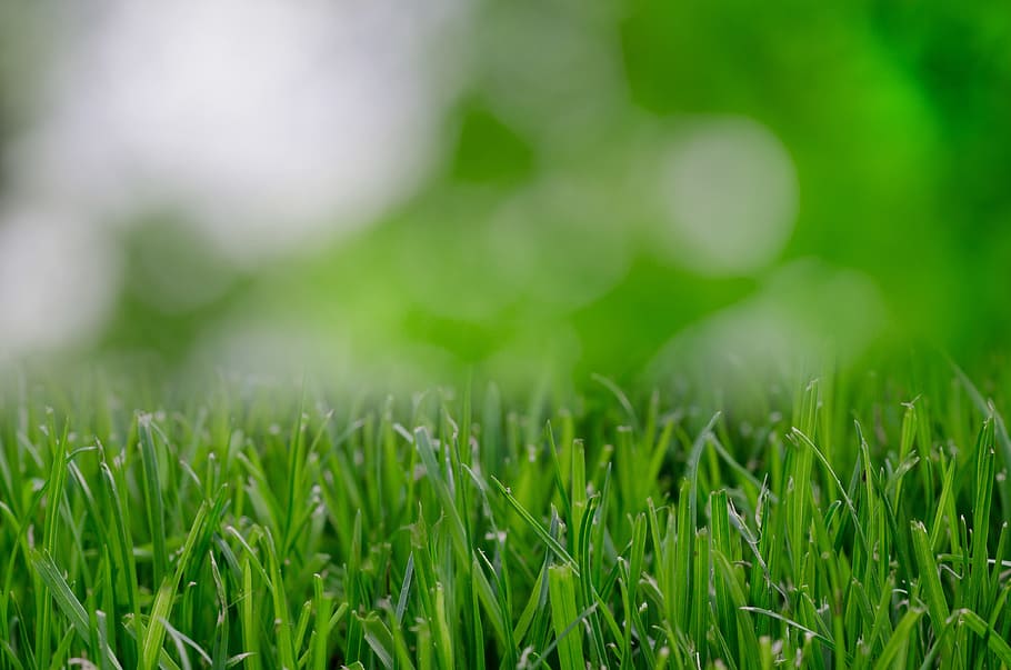 green grass, wallpaper, background, nature, lawn, environment HD wallpaper