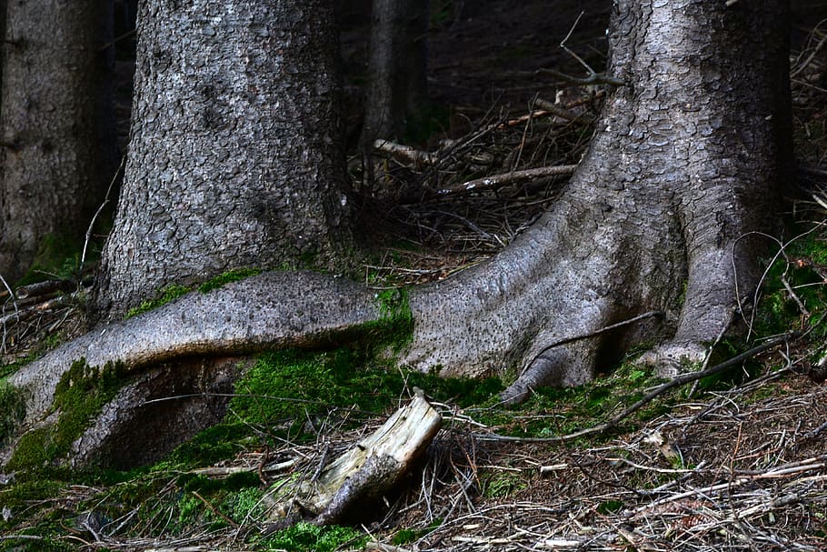 devoured, rooted, forest, nature, tree, wood, log, tree root HD wallpaper