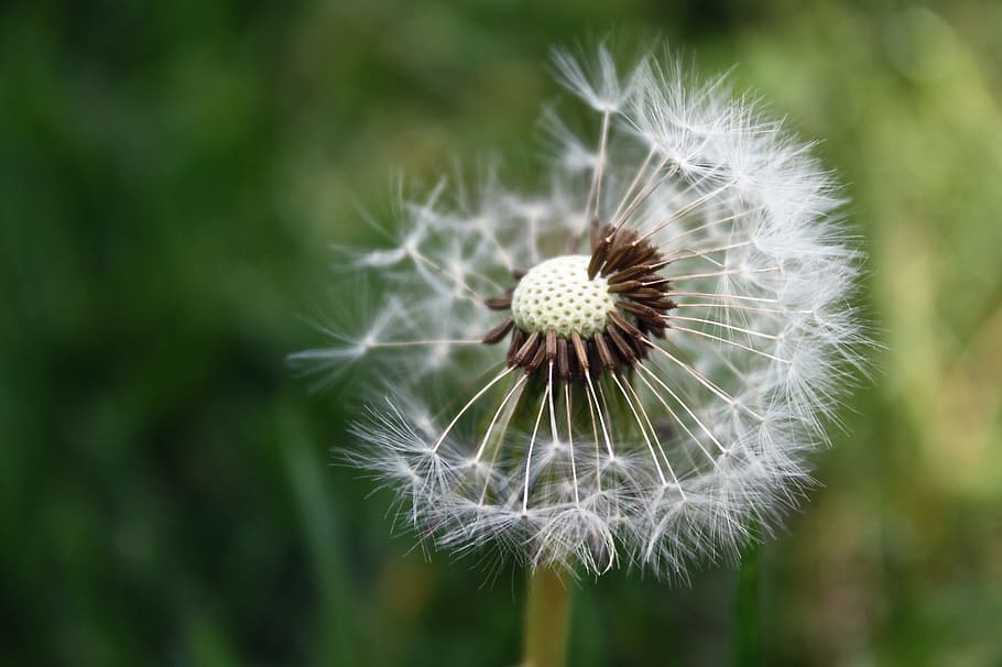white dandelion flower, garden, wild, grass, nature, spring HD wallpaper