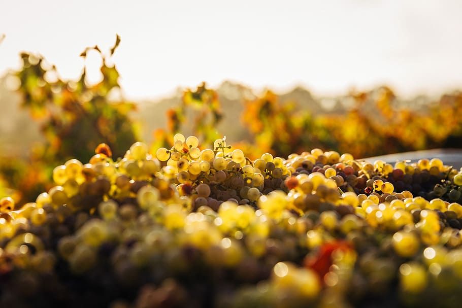 macro shot of seaweeds, closeup photo of orange fruit, grape HD wallpaper
