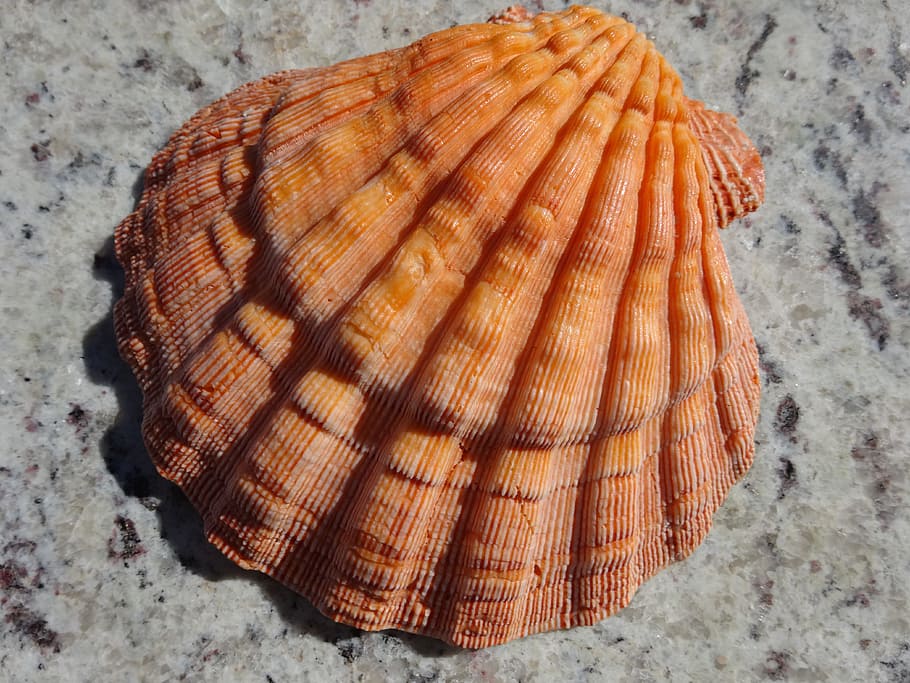 shell, orange, luck, mar, high angle view, close-up, no people HD wallpaper