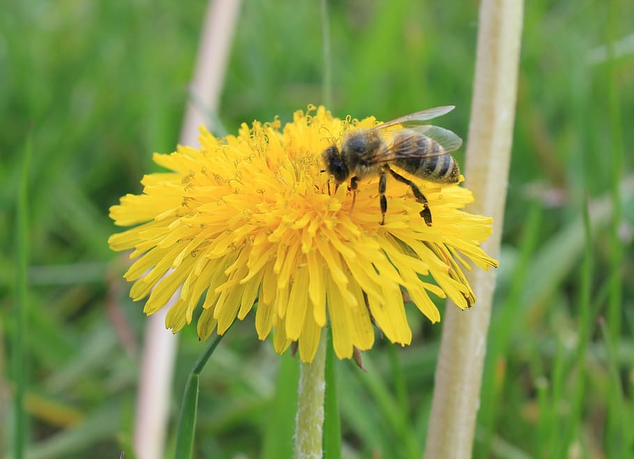 bee, dandelion, nature, insect, pollen, pollination, flower HD wallpaper