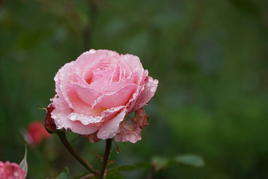 pink, rose, water, raindrops, delicate, flower, beauty in nature HD wallpaper