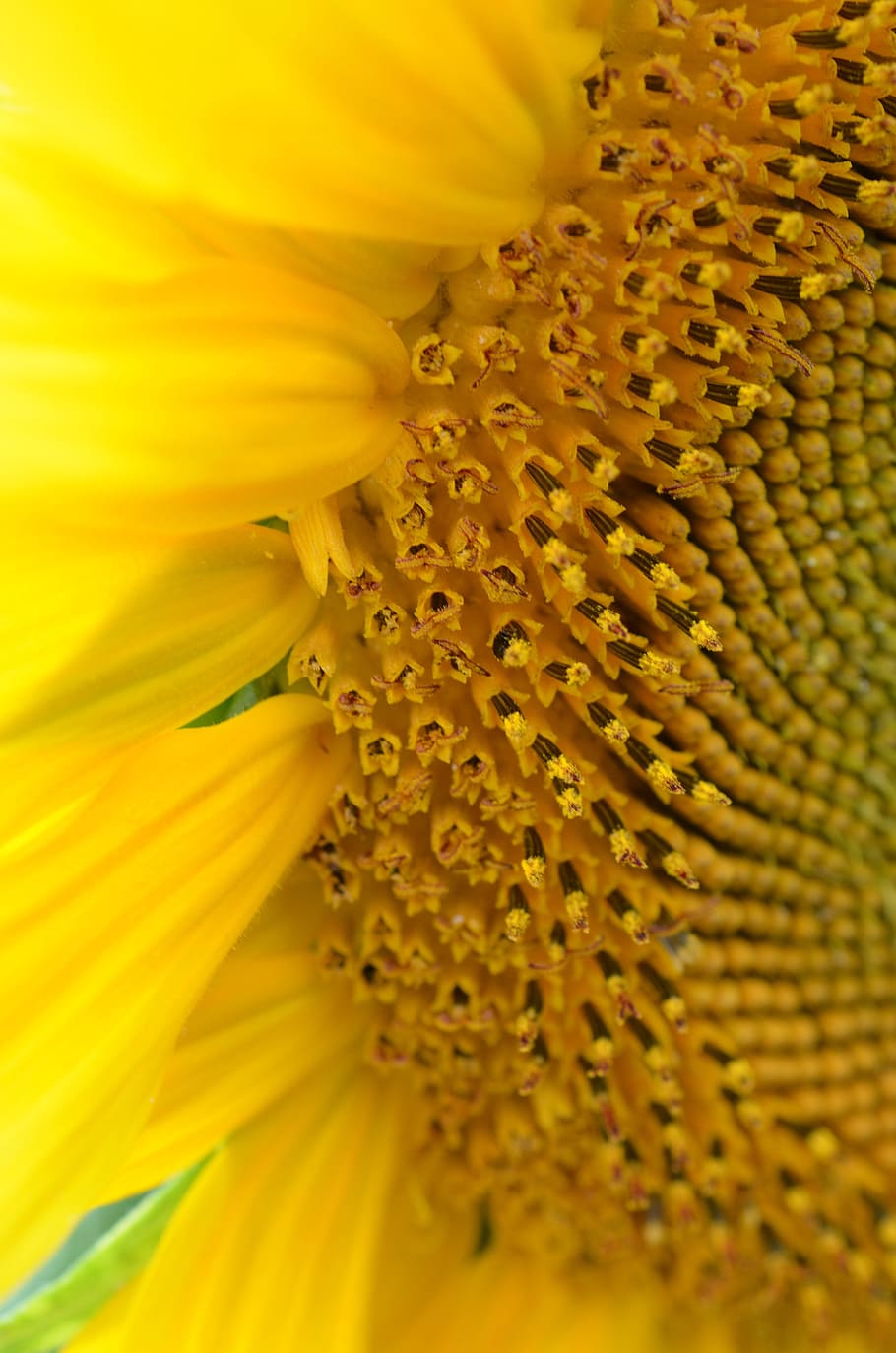 close up photo of yellow flower, Sun Flower, Spring, Bloom HD wallpaper