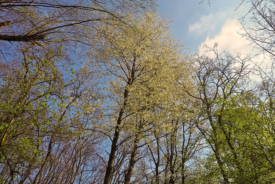 Trees, Forest, Nature, Landscape, Mood, clouds, sky, blue, blue sky HD wallpaper