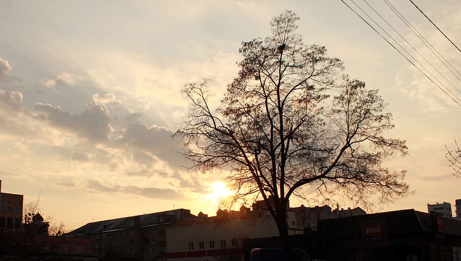 tree, nature, panoramic, dawn, landscape, sunset, twilight HD wallpaper
