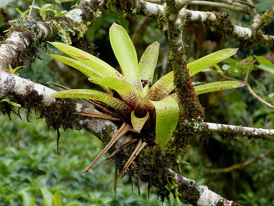 green plant on trunk, bromeliad, cloud forest, jungle, nature HD wallpaper