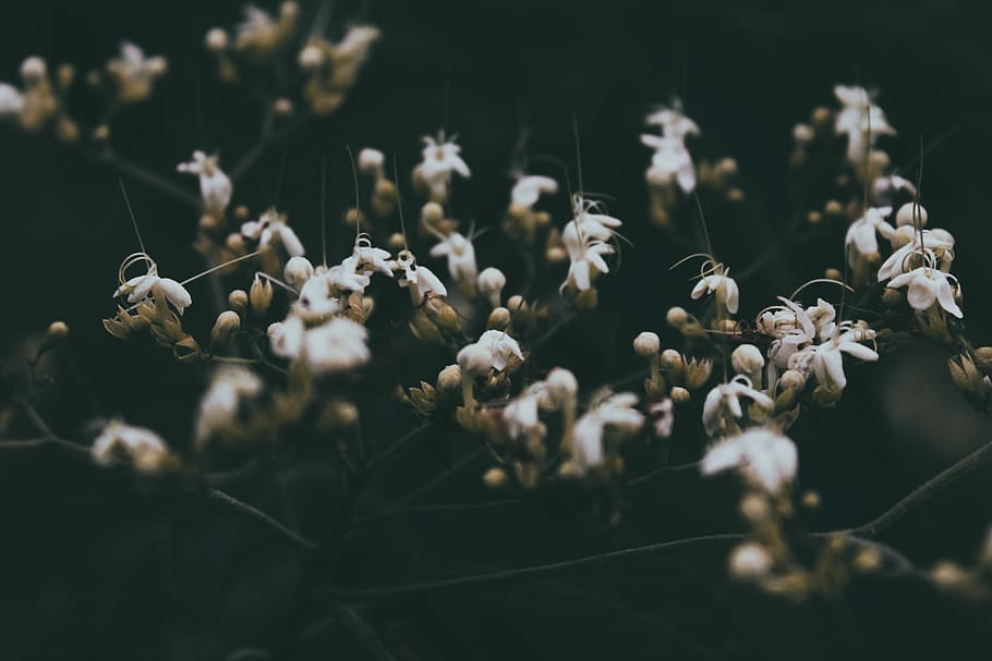 selective focus photography flowers, shallow lens photography of white flowers HD wallpaper