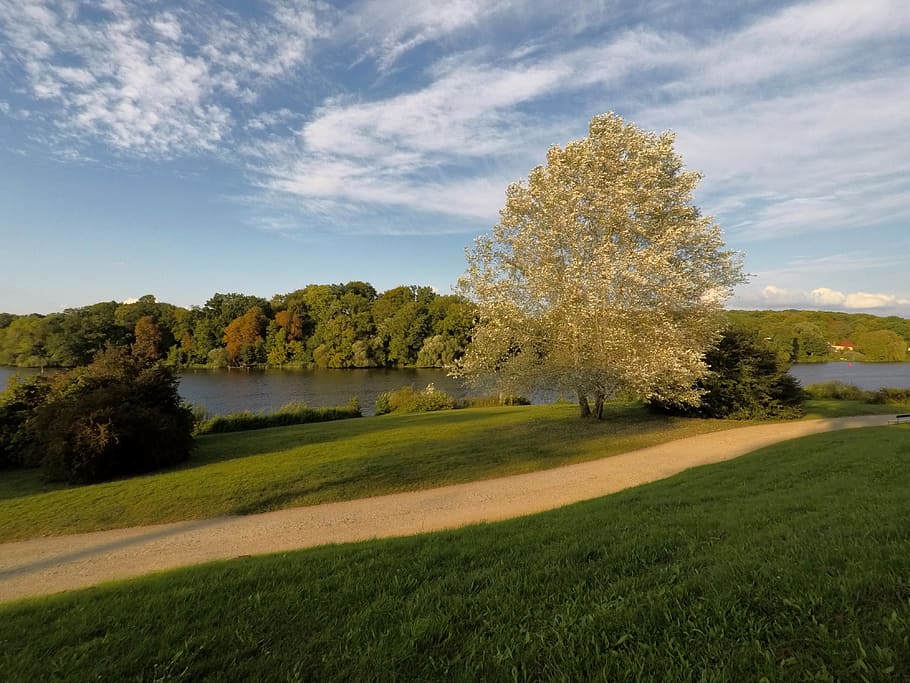 grass, nature, landscape, tree, summer, sky, plant, tranquil scene HD wallpaper