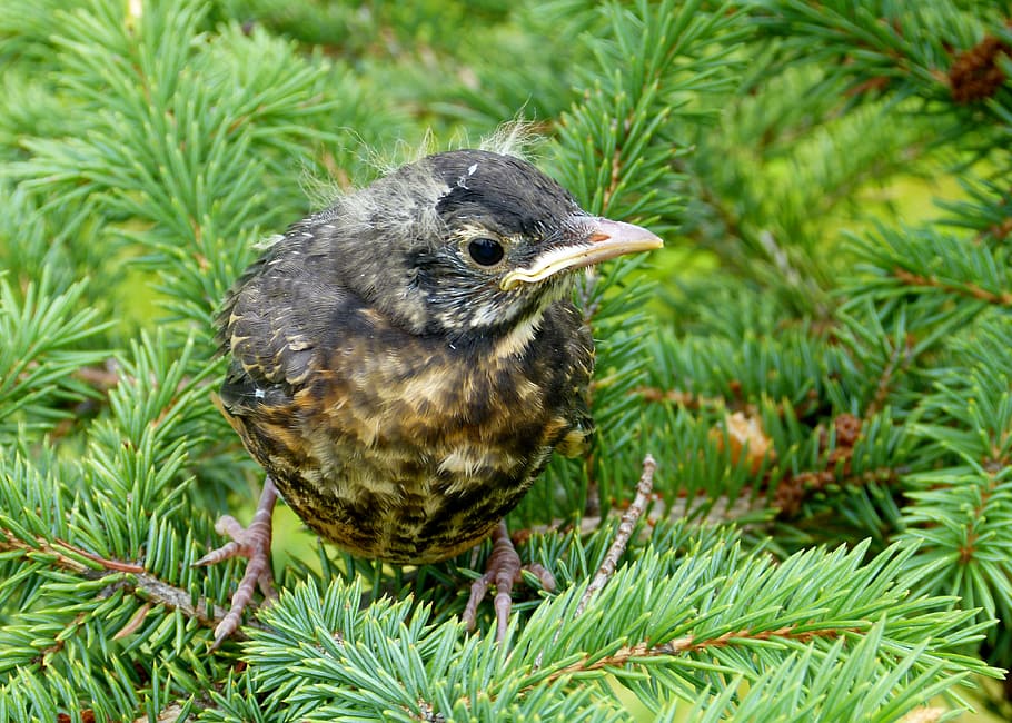 red robin, bird, feathered, nature, wildlife, animal, fledgling HD wallpaper