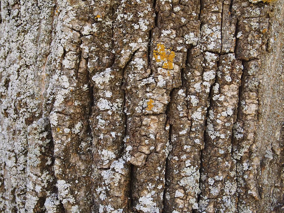 Trunk, Wood, Texture, Cracks, Tree, nature, bark, tree trunk HD wallpaper