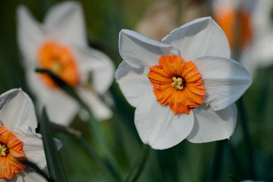 Daffodils, Narcissus, Spring, flower, flowers, petal, flower head HD wallpaper