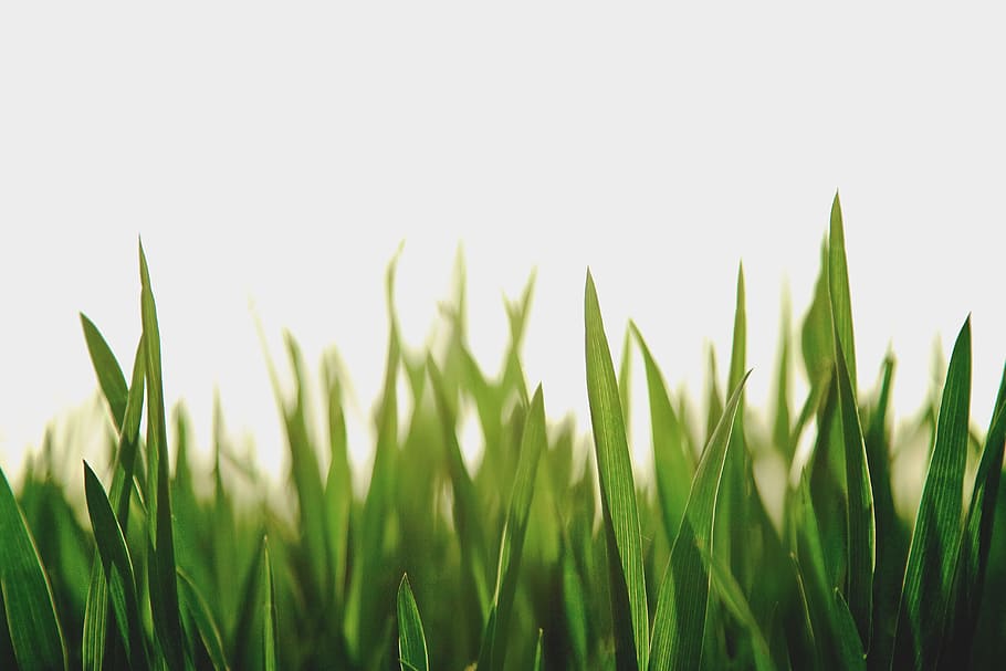 closeup photography of green grassfield, selective focus photo of green grass during daytime, HD wallpaper