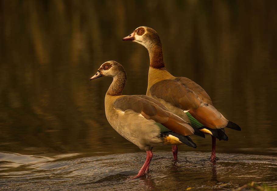 egyptian goose, couple, pair, golden hour, bird, wild, nature, HD wallpaper