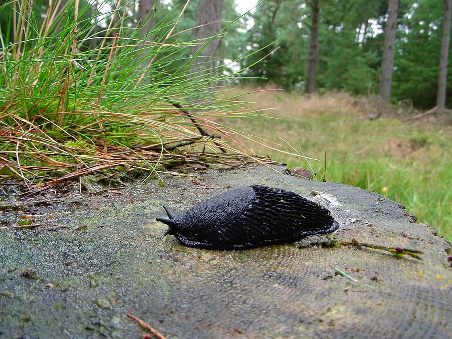 slug, forest, tree stump, summer, grass, northern europe, meadow HD wallpaper