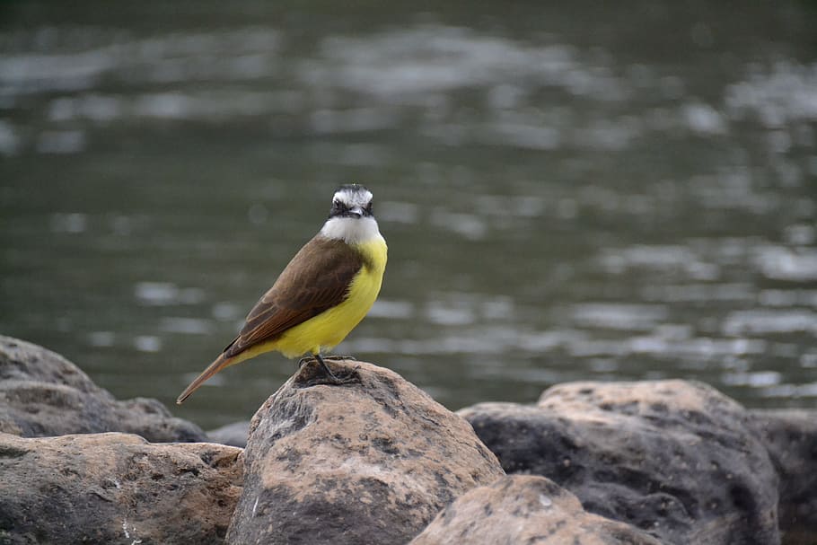 birdie, rio, stone, animals in the wild, animal wildlife, animal themes HD wallpaper
