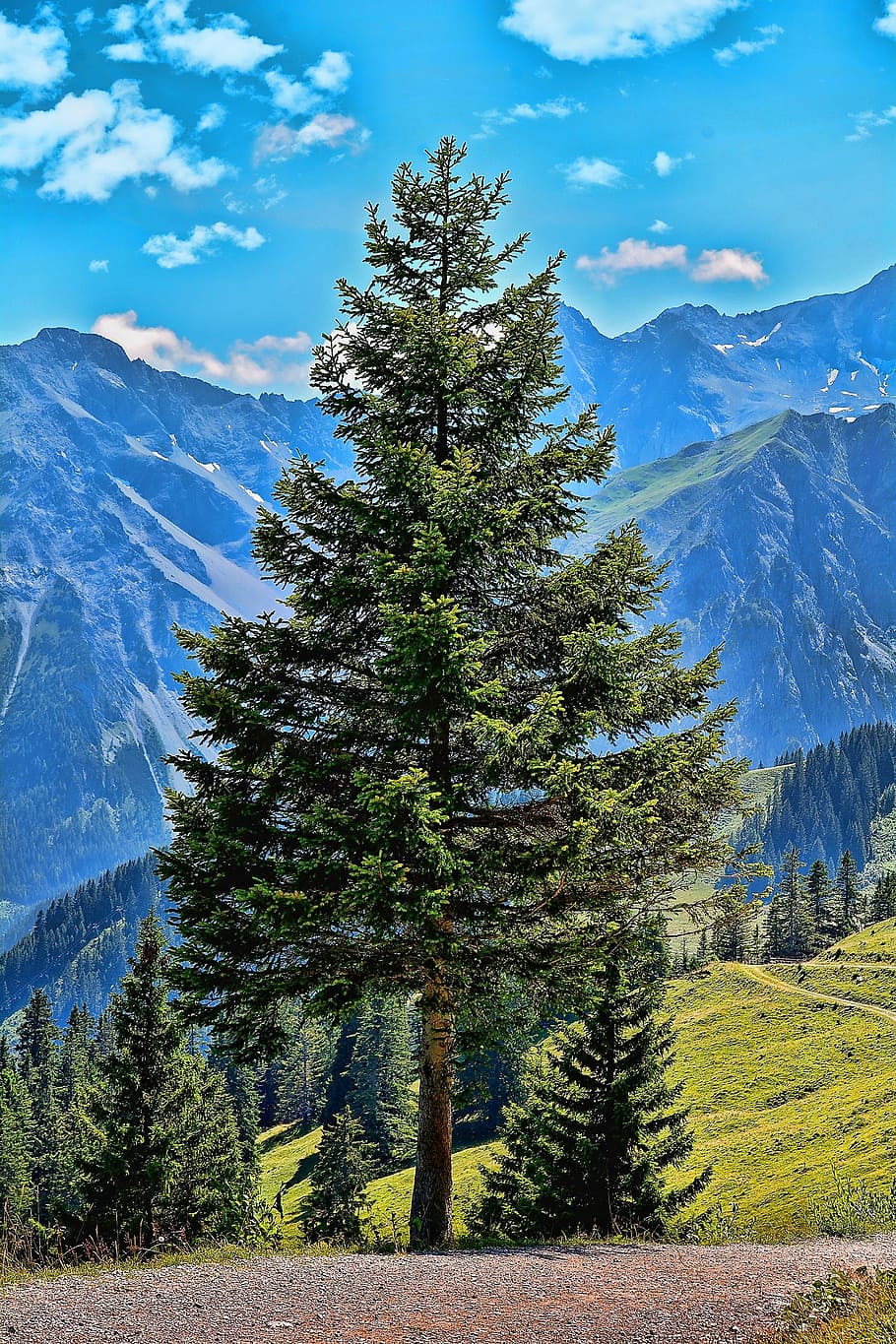 landscape, tree, conifer, mountains, nature, alpe, alm, austria HD wallpaper