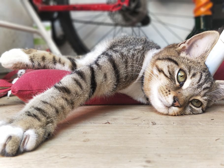 orange tabby cat on floor, animal, oneplus5, kitten, tired HD wallpaper