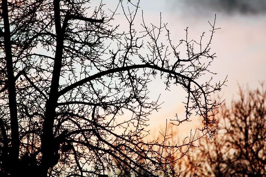 sunset, tree, branches, dry winter, nature, sky, west, light HD wallpaper