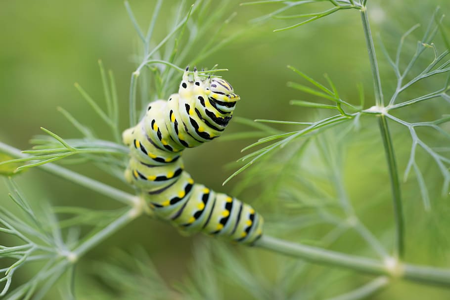 HD wallpaper: Swallowtail, black swallowtail caterpillar, insect, green ...