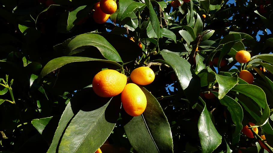 kumquat, citrus, tree, leaf, plant part, healthy eating, food, HD wallpaper