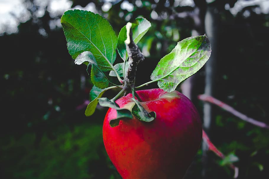 Red apple in a tree, food/Drink, fruit, healthy, nature, leaf, HD wallpaper
