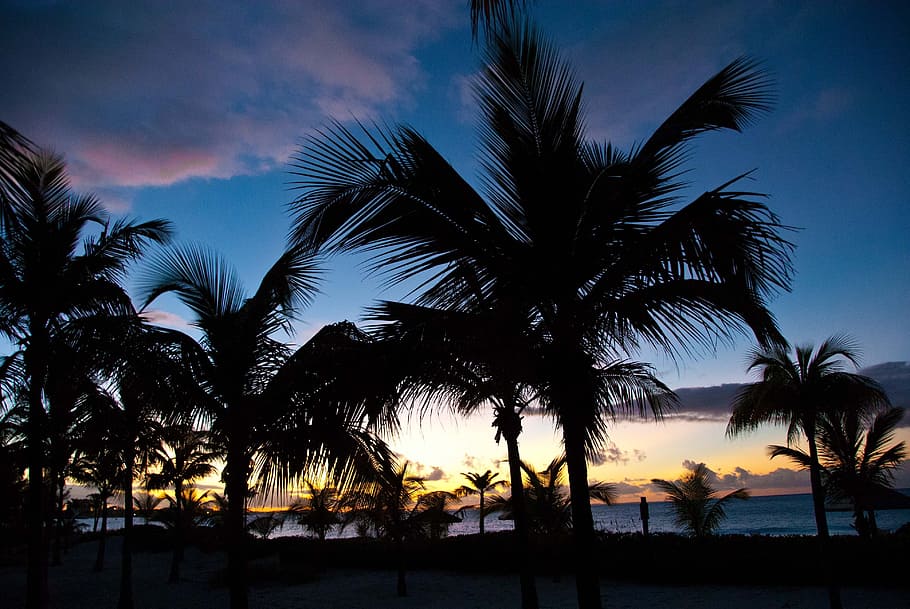 sunset, beach, sea, palm trees, vacation, dusk, tropical climate HD wallpaper