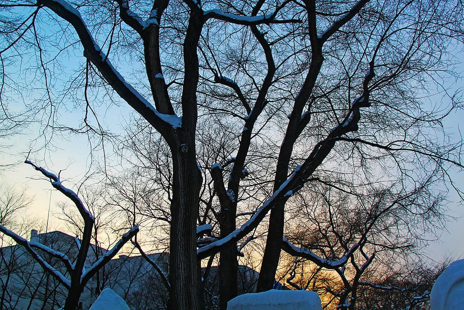 sunset, beautiful, cold, winter, evening, park, odori park HD wallpaper