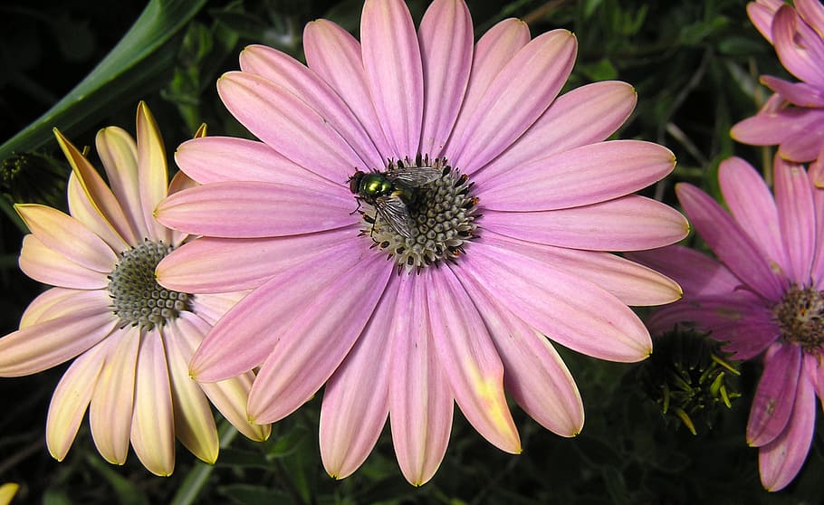 green, fly, on, daisy, flower, flowering plant, petal, freshness HD wallpaper