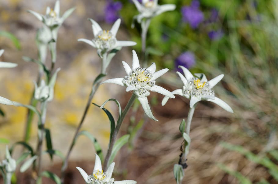 edelweiss, protected, white, rarely, leontopodium microdochium HD wallpaper