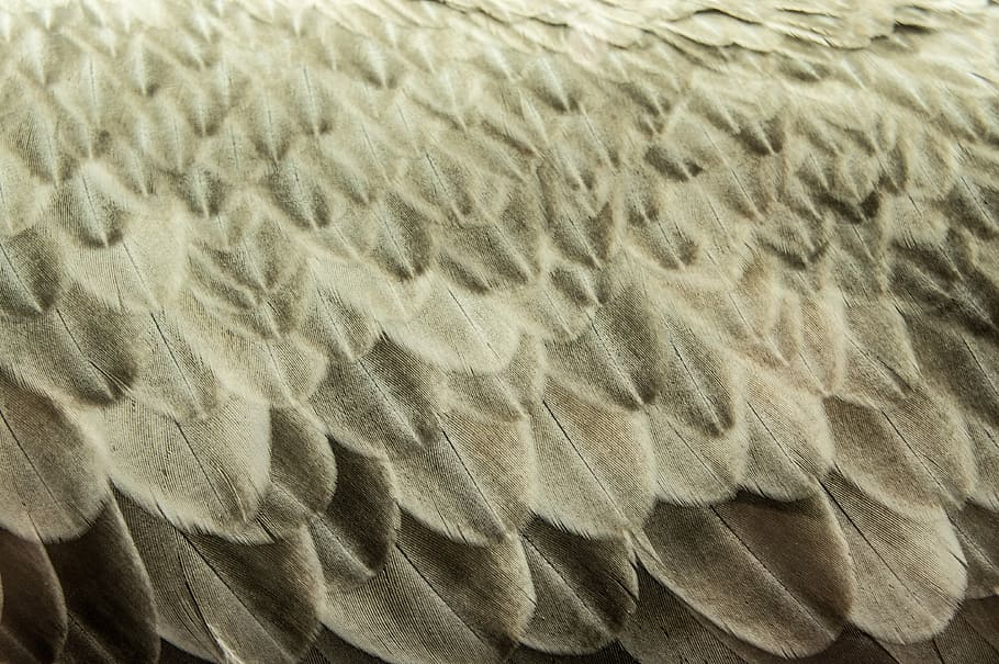 close up photo of gray cloth, brown bird feathers, pattern, abstract HD wallpaper