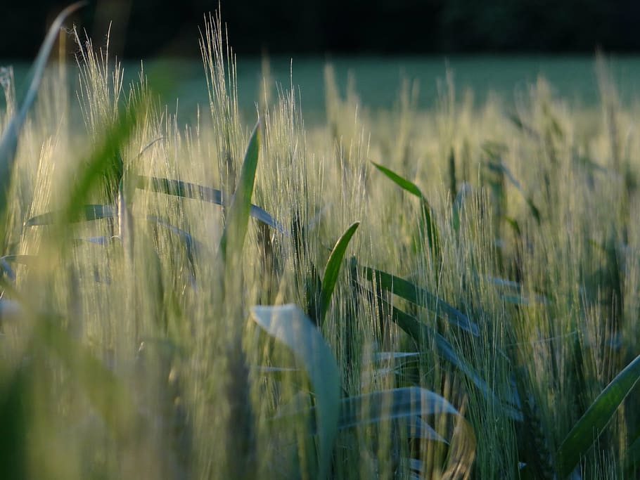 cornfield, sunset, summer, landscape, mood, light, cereals HD wallpaper