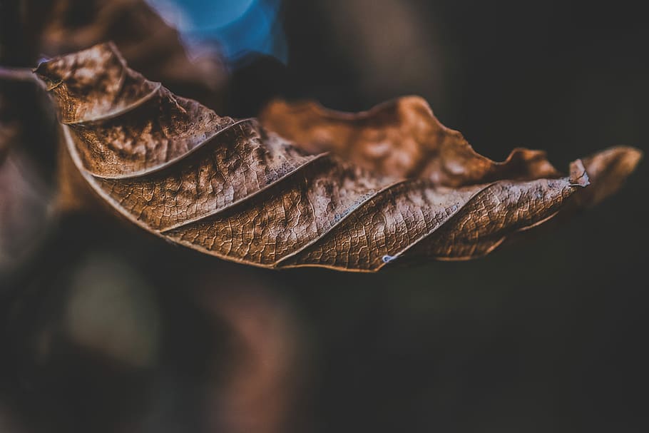 macro shot photography of dried leaf, dried brown leaf, dry, fall HD wallpaper