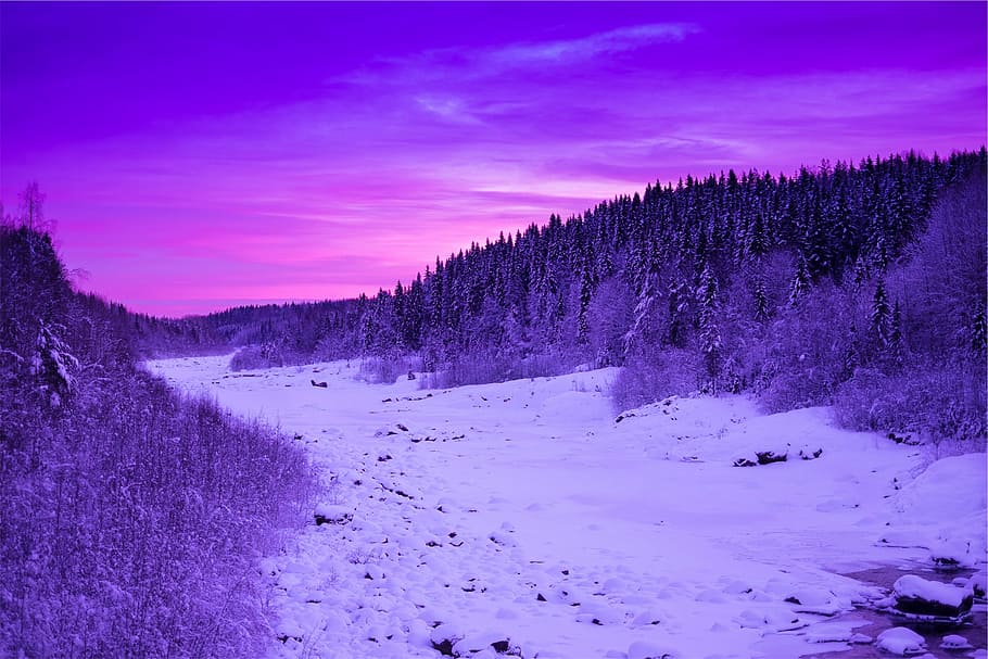 brown soil, pine, trees, surrounding, snow, sunset, scene, purple HD wallpaper