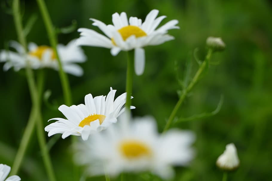 flower, daisy, white, summer, flowering plant, freshness, vulnerability HD wallpaper